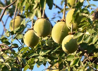 Baobab