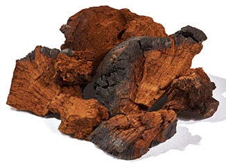 Chaga Mushroom