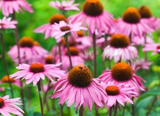 Echinacea purpurea Extract