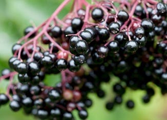 Elderberry Fruit Extract