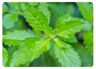 Holy Basil Leaf Extract