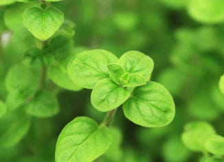 Oregano Leaf (Whole Herb)