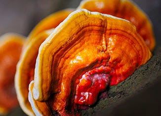 Reishi Mushroom