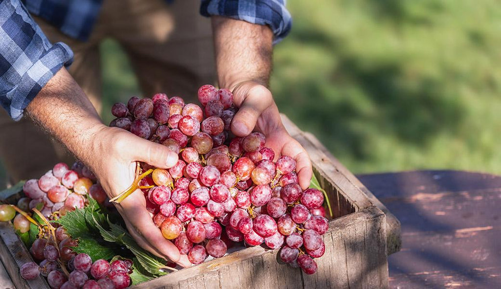 Why the “Red Wine” Antioxidant Resveratrol is Better Taken as a Supplement