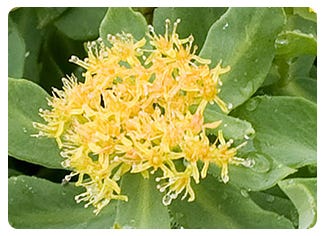 Rhodiola Root Extract