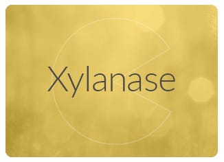 Xylanase Enzyme