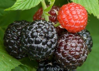 Black Raspberry