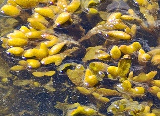 Bladderwrack