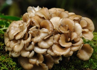 Maitake Mushroom