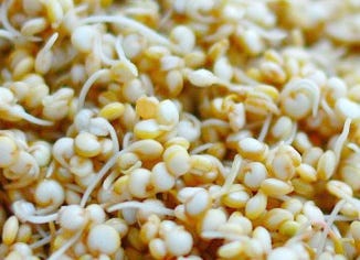 Quinoa Sprouts