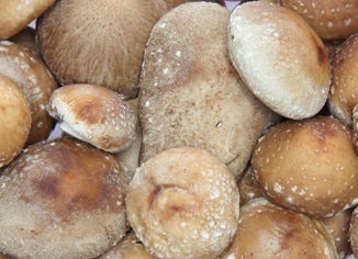 Shiitake Mushroom