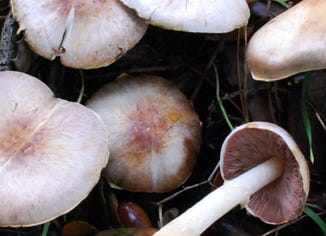 Agaricus Mushroom