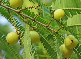 Amla Berry