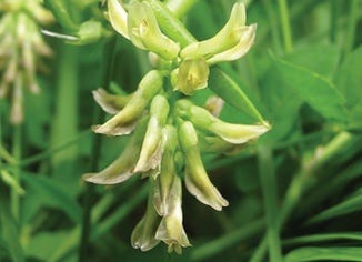 Astragalus Root Extract