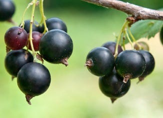 Black Currant Extract