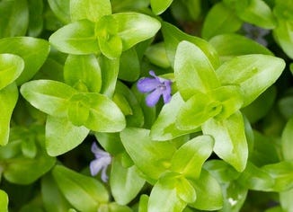 Bacopa (Brahmi) Leaf Extract