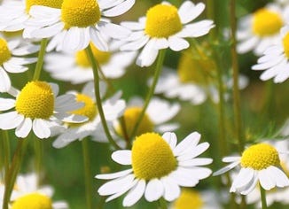 Chamomile Flower Essence