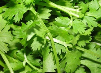 Cilantro Leaf