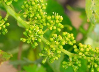 Cissus Extract