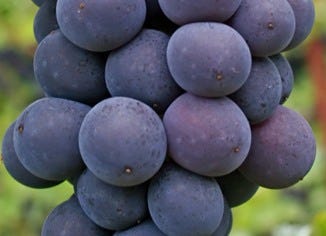 Concord Grape