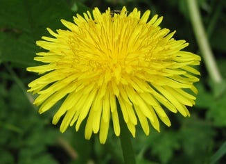 Dandelion Whole Juice