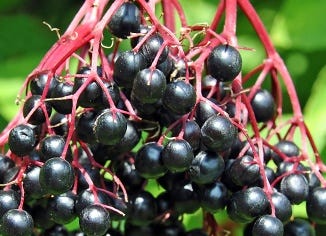 Elderberry