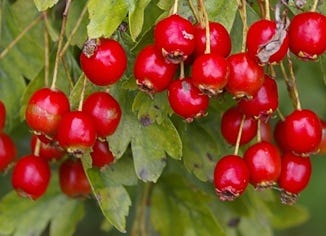 Hawthorn Berry Extract