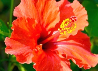 Hibiscus Flower Extract