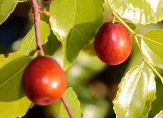 Jujube Fruit Extract