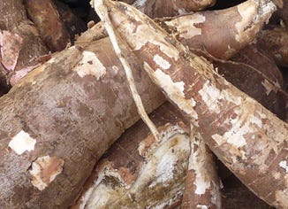 Manioc Root