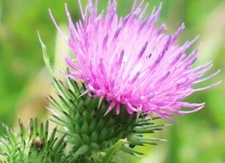 Milk Thistle Seed Extract