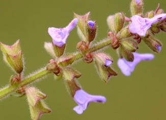 Motherwort Extract