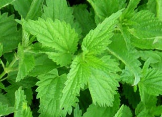 Nettle Leaf