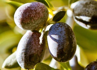 Olive Fruit Extract