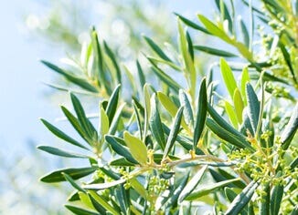 Olive Leaf Extract