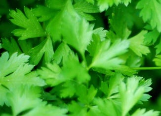 Parsley Leaf