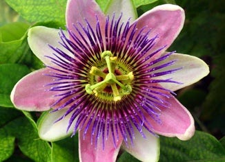 Passion Flower Essence