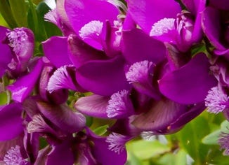 Polygala Root Extract