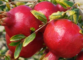 Pomegranate Juice