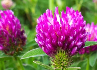 Red Clover Flower