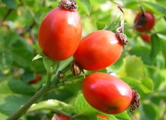 Rose Hips