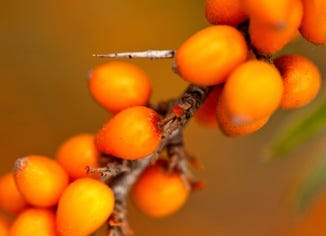 Sea Buckthorn Fruit Extract