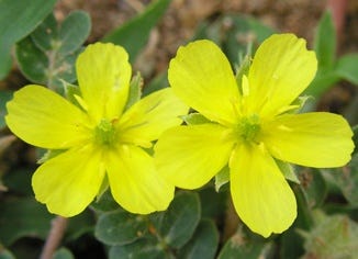 Tribulus Fruit Extract