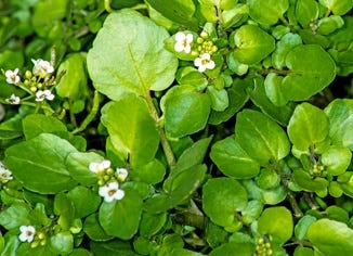 Watercress