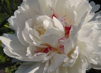 White Peony Root Extract